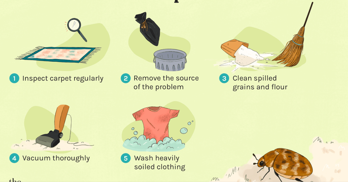 10 Signs of Carpet Beetles