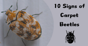 10 Signs of Carpet Beetles