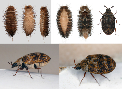 10 Signs of Carpet Beetles