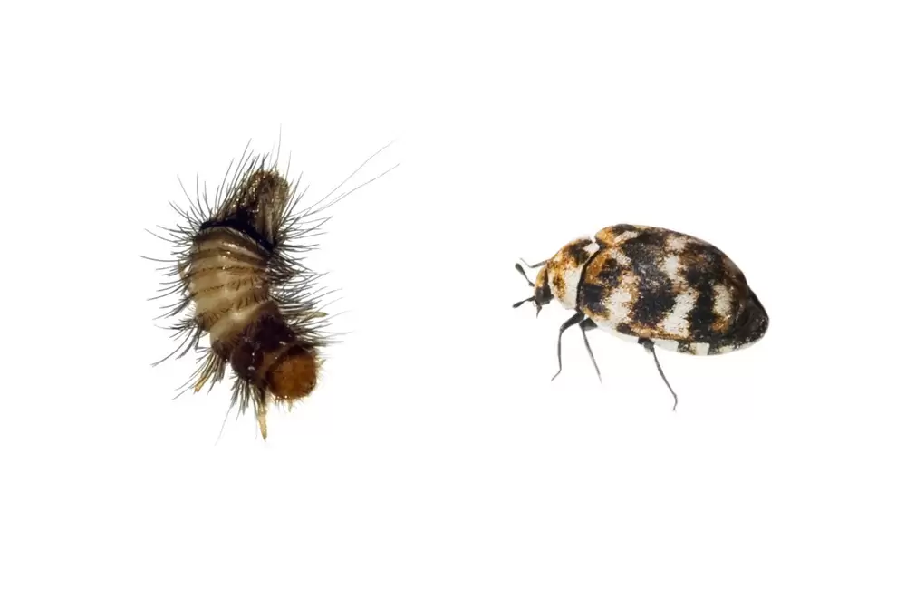 10 Signs of Carpet Beetles