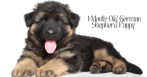 1-Month-Old German Shepherd Puppy