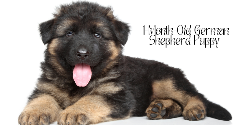 1-Month-Old German Shepherd Puppy: The Ultimate Guide to Caring for a