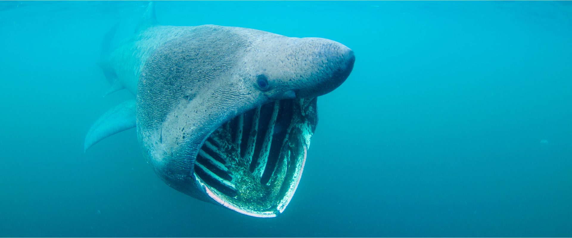 Deep Sea Shark