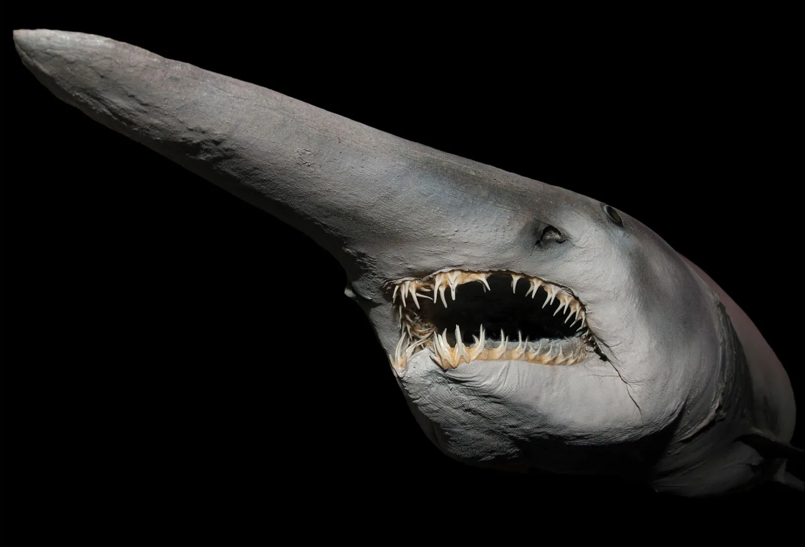 Deep Sea Shark