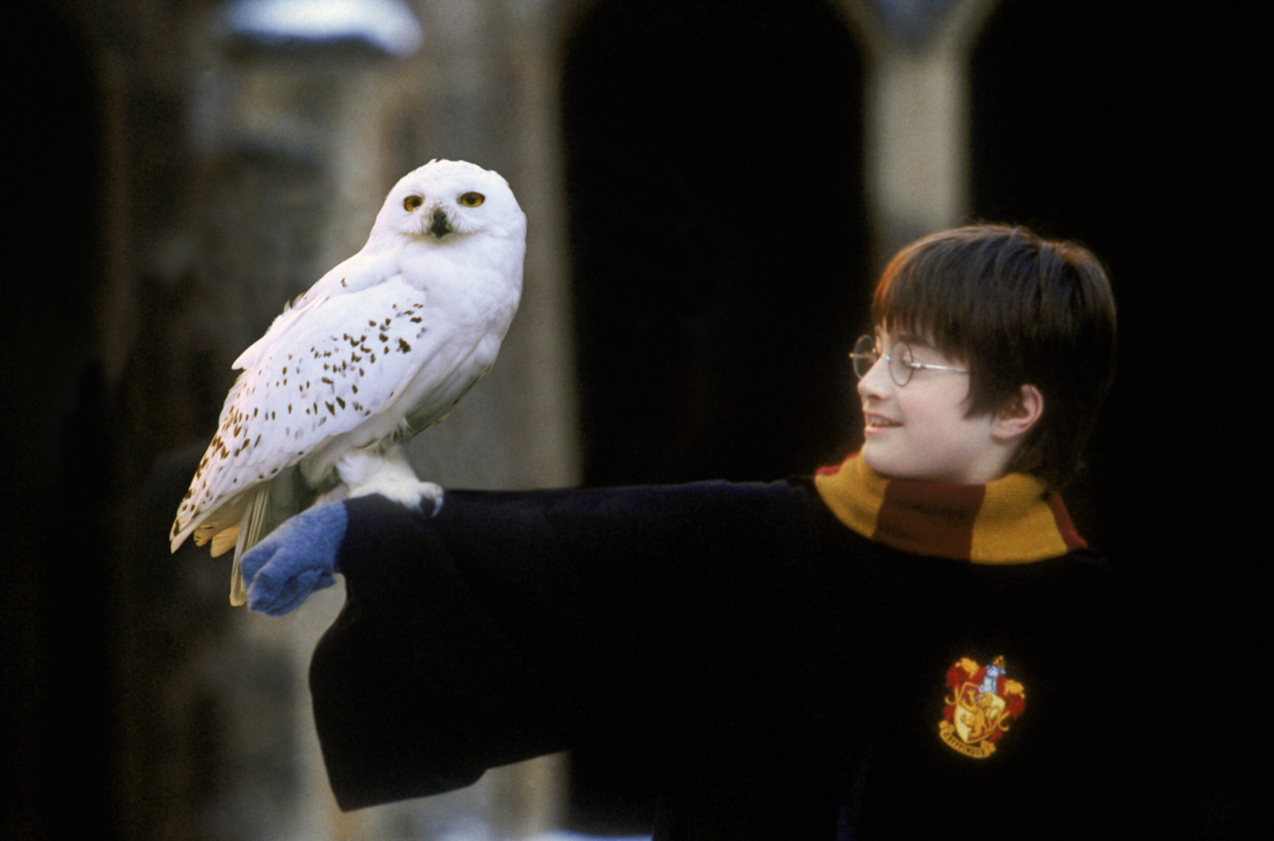 Is an Owl Ok to Pet