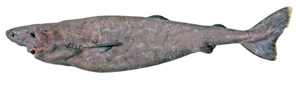 Deep Sea Shark