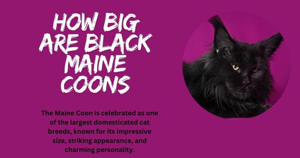 How big are black Maine Coons