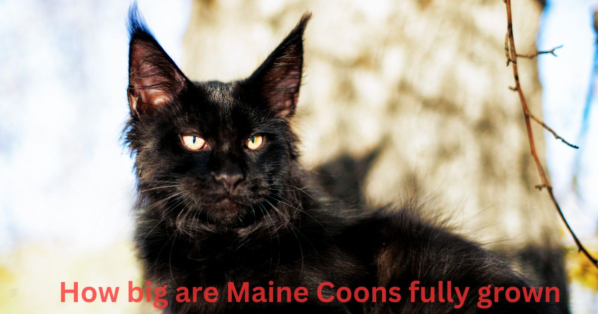 How big are black Maine Coons