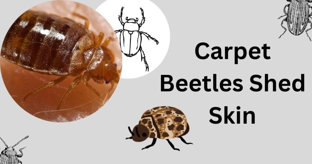 Carpet Beetles Shed Skin