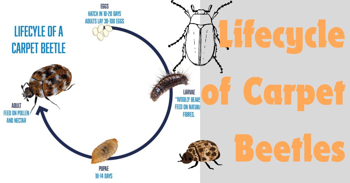 Carpet Beetles Shed Skin