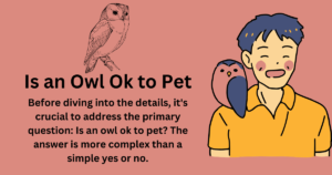 Is an Owl Ok to Pet