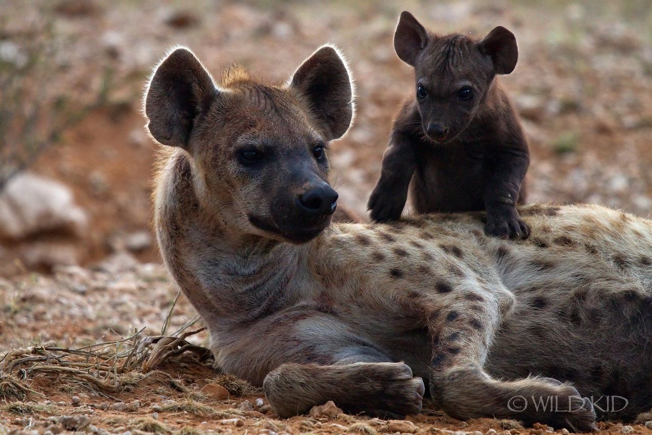 How Do Hyenas Give Birth?