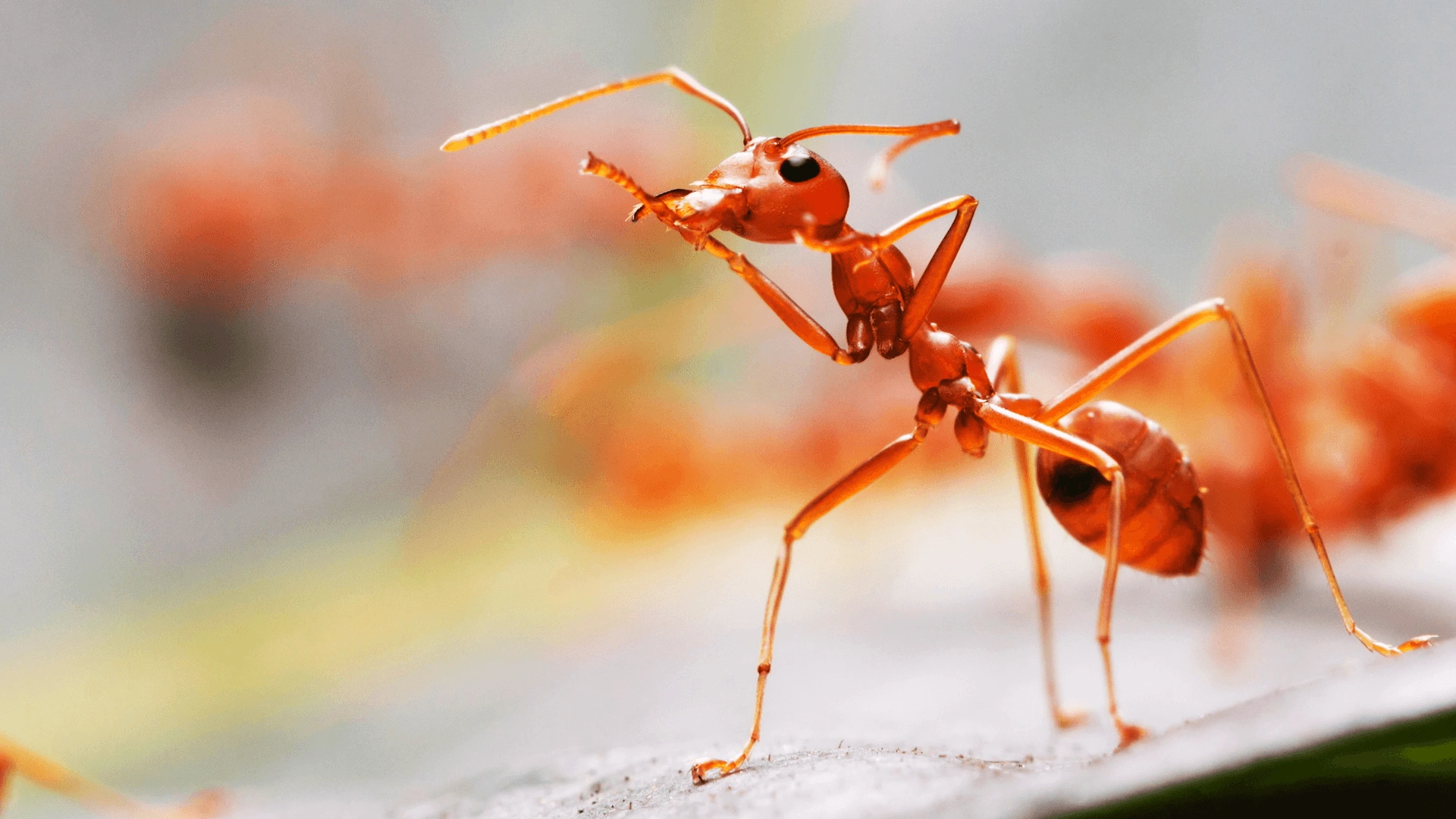 What Is the Lifespan of an Ant?