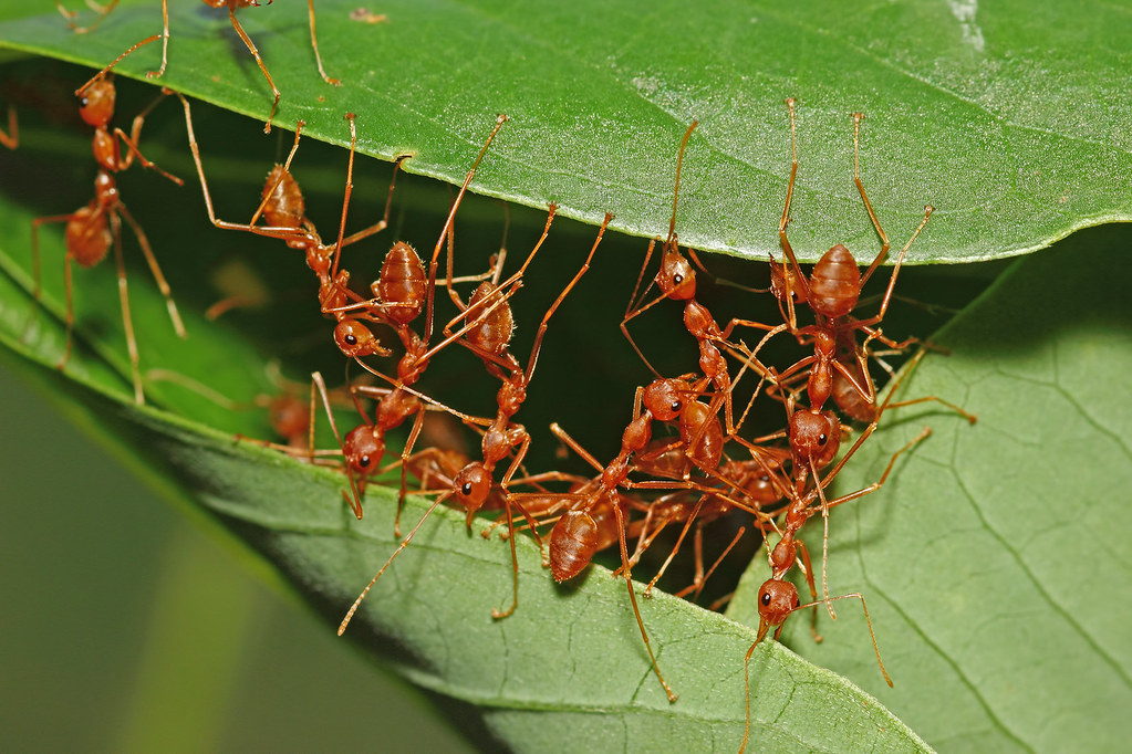 How Do Ants Build Their Colonies?