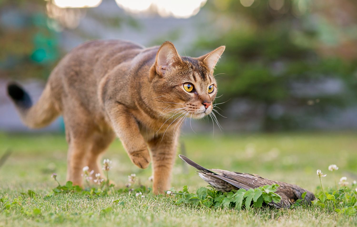 What Does It Mean When Your Cat Stares at You?