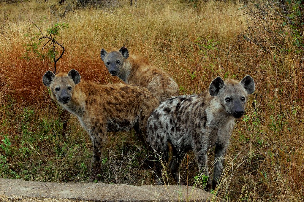 Are Hyenas Dogs or Cats