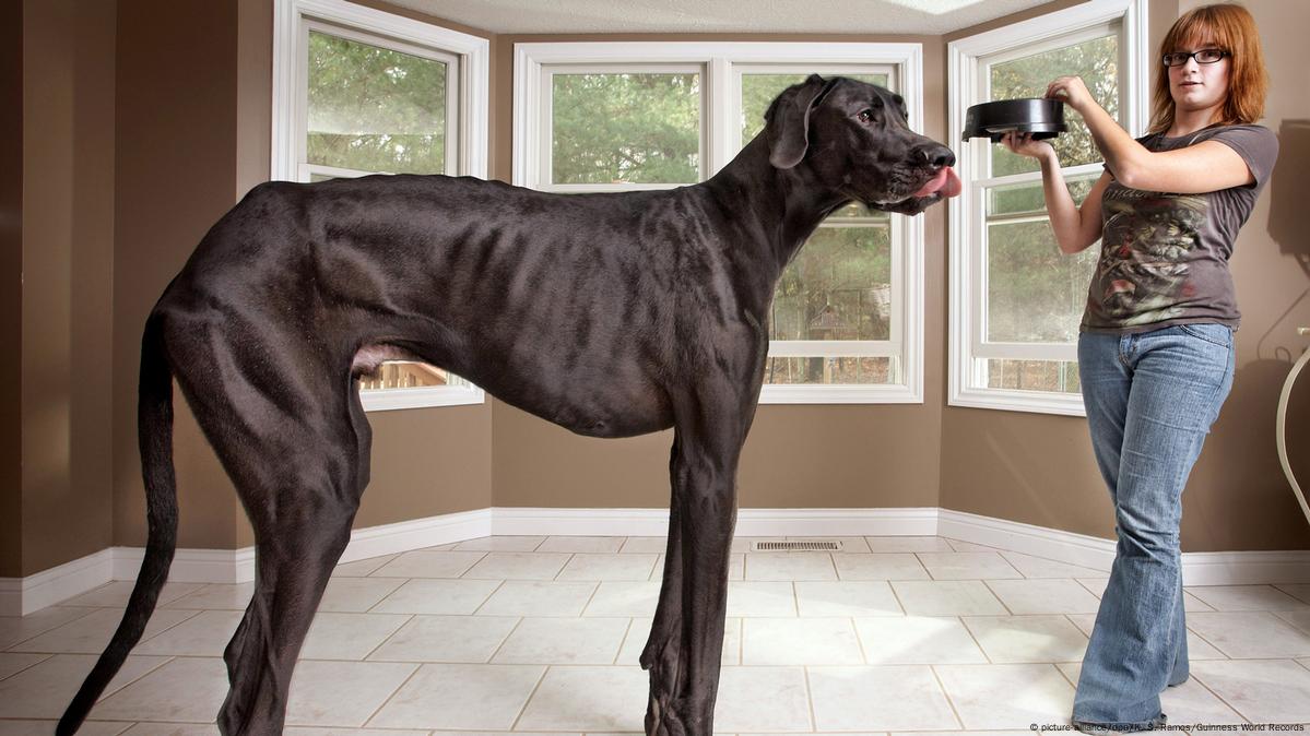 15 of the Biggest Dog Breeds in the World