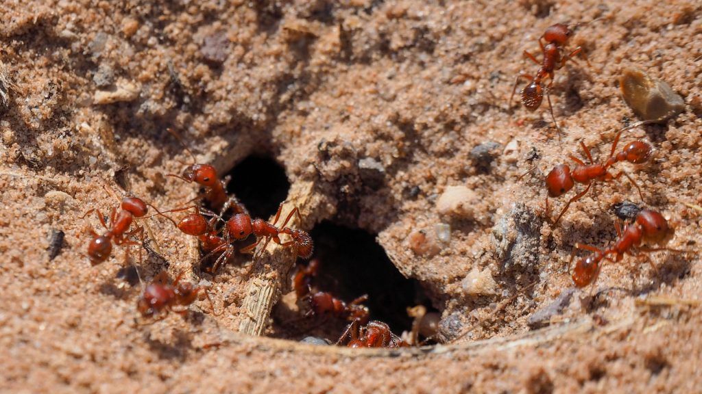 How Do Ants Build Their Colonies?