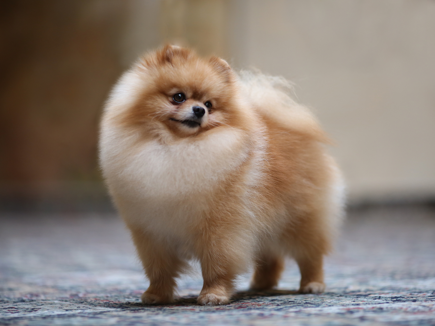 How Often Should You Groom a Pomeranian?