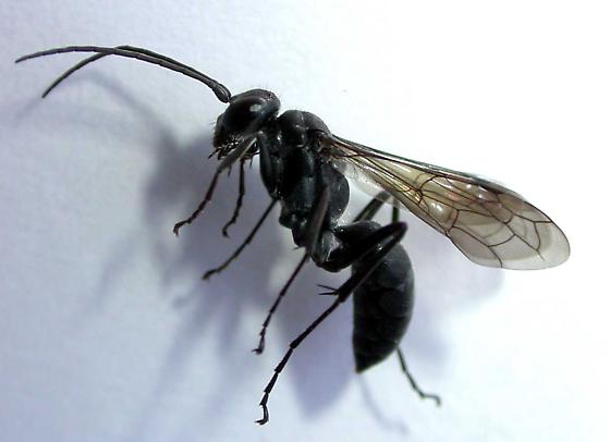 Everything You Should Know About the Great Black Wasp