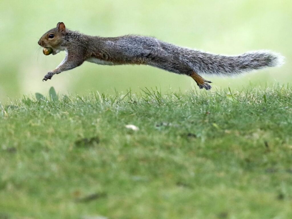 How Fast Can Squirrels Run?