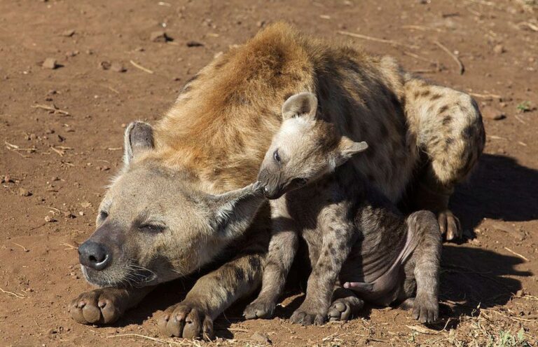 How Do Hyenas Give Birth?