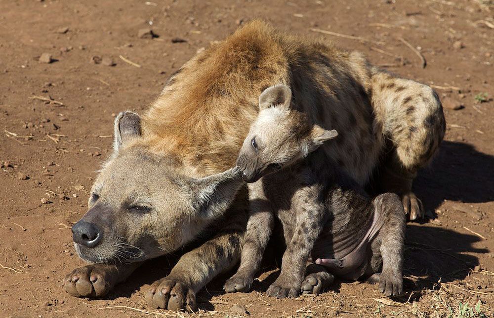 How Do Hyenas Give Birth?