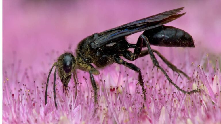 Everything You Should Know About the Great Black Wasp