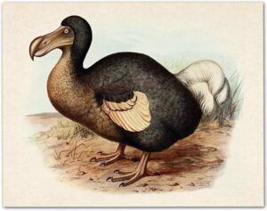 Could the Dodo Have Survived with Human Intervention