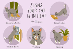 What Are the Signs That Your Cat Wants to Talk?