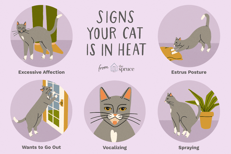 What Are the Signs That Your Cat Wants to Talk?