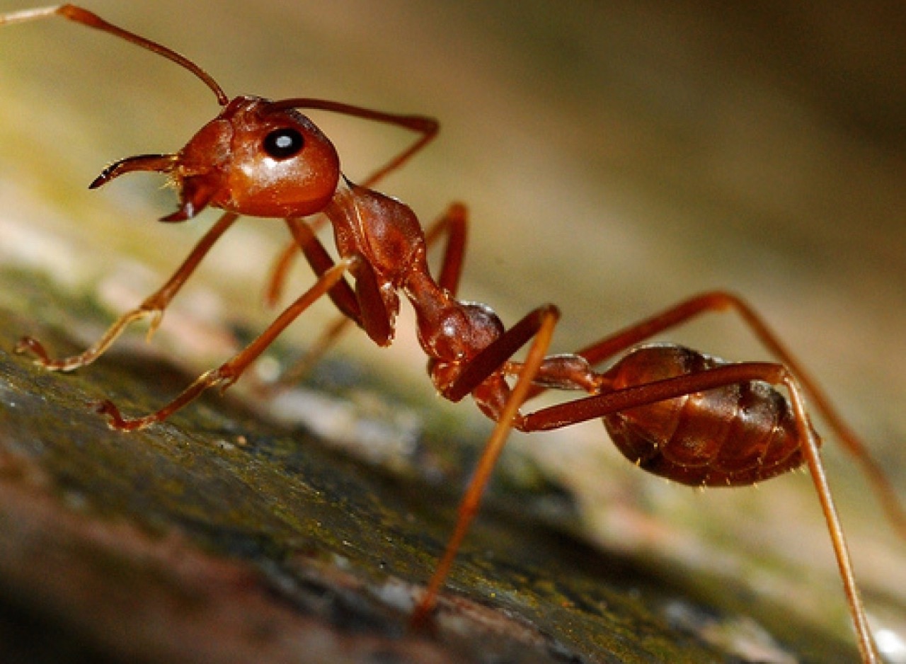 How Long Does an Ant Live?