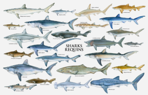 What Vocabulary Defines the World of Sharks?