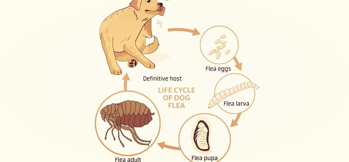 Can Fleas Live in Your Home Without Pets?