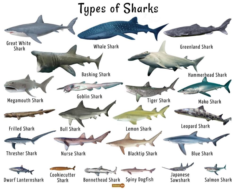 12 Most Dangerous Shark Species