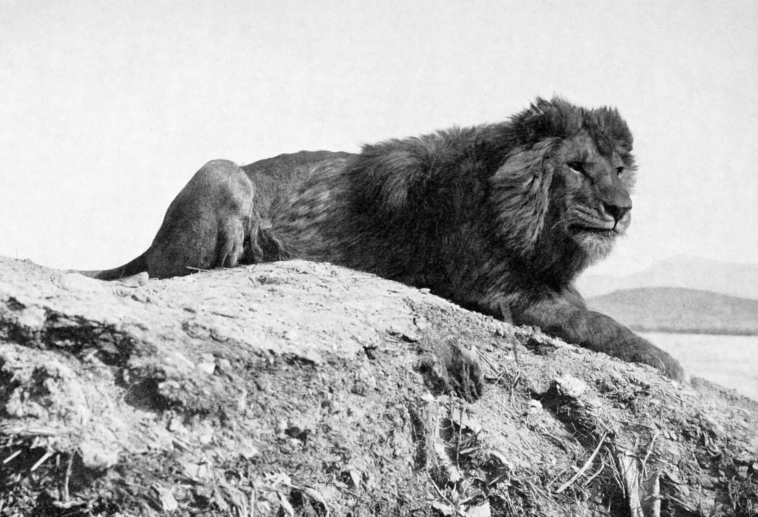 world biggest barbary lion