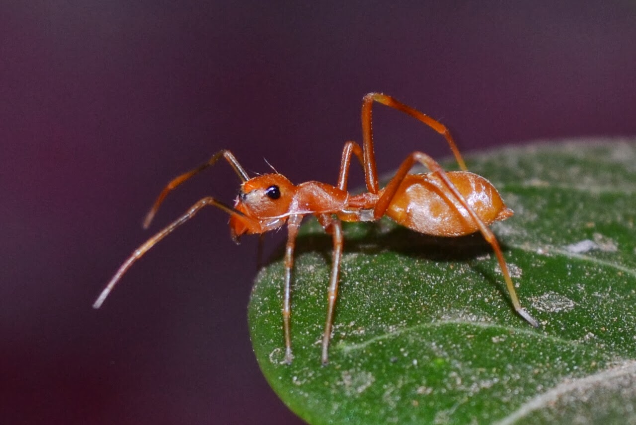 How Long Do Ant Bites Last?