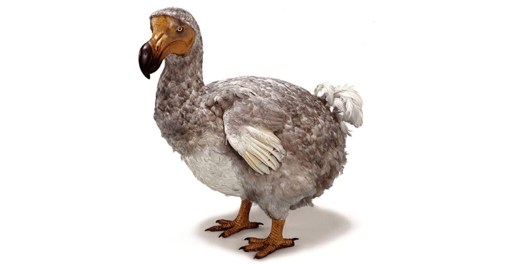 What Role Did the Dodo Play in Its Ecosystem?