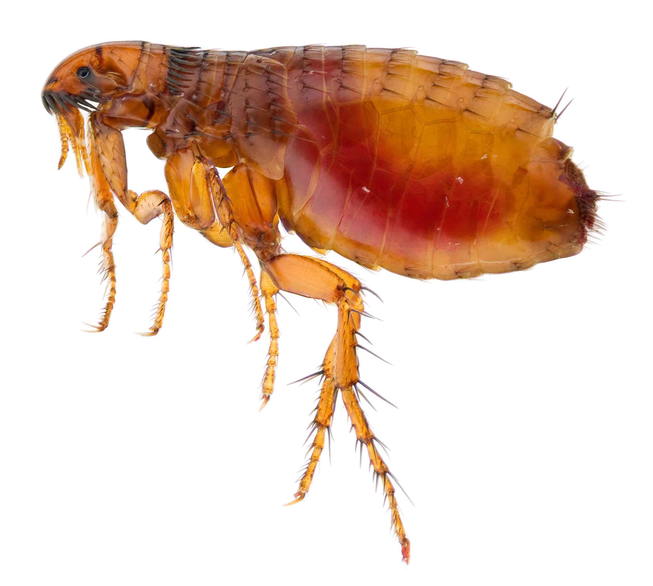 What Exactly is a Flea and Why Are They So Problematic?