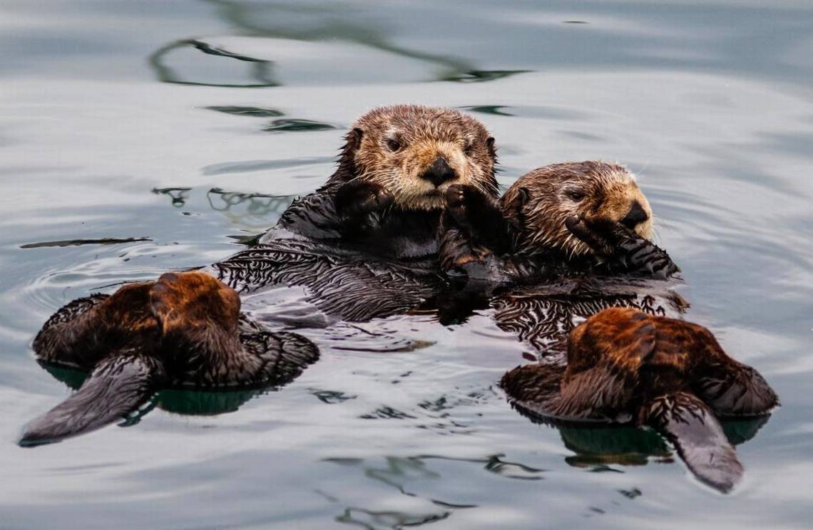 Sea Otters in Morro Bay