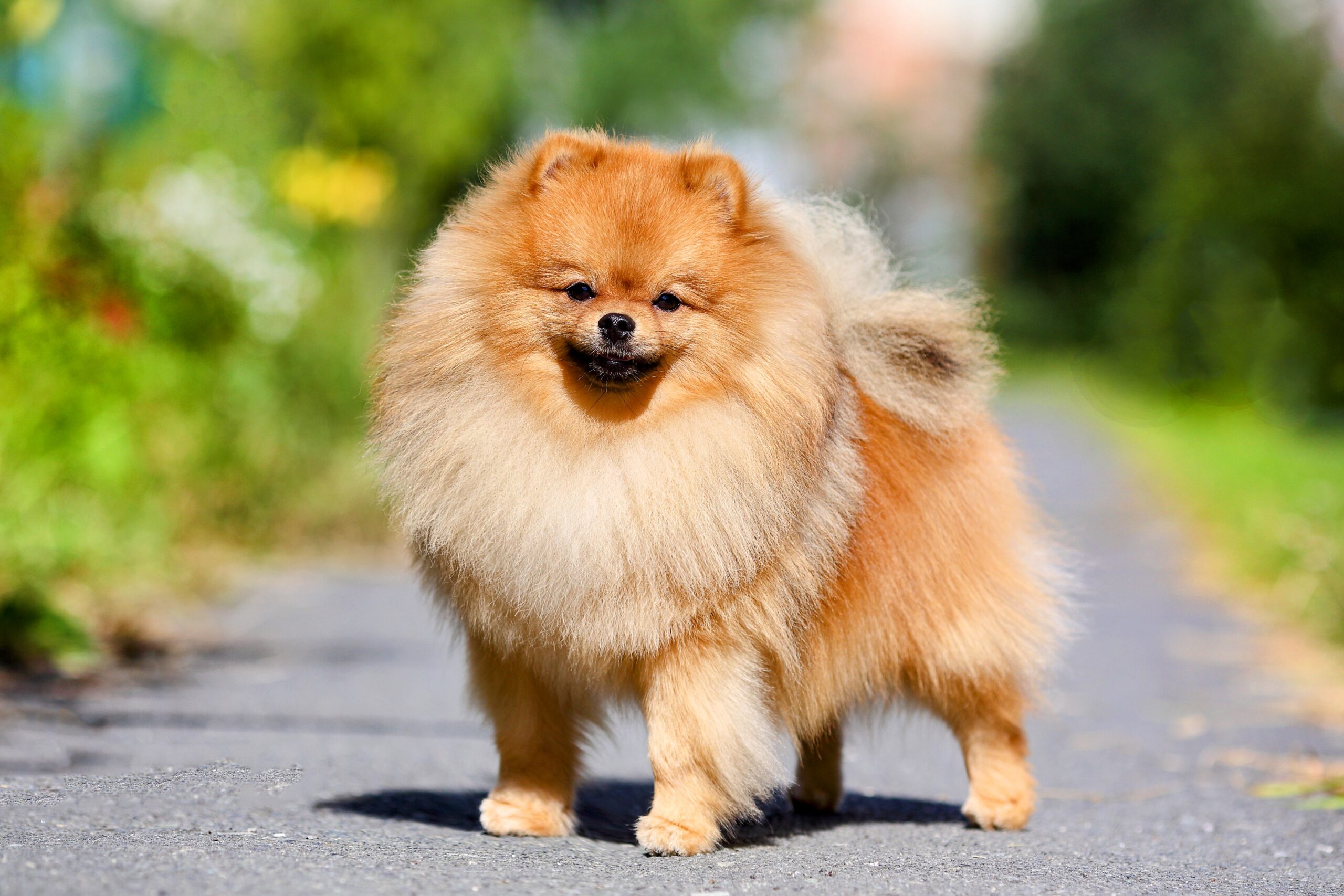 How Much Do Pomeranians Weigh on Average?