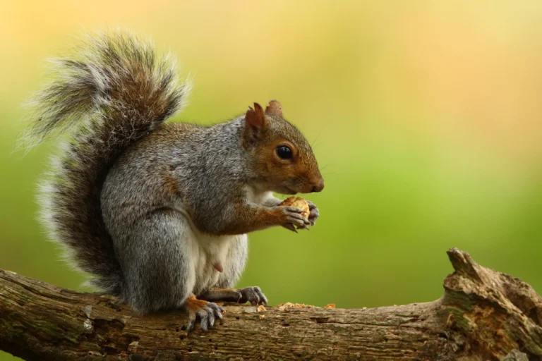 Understanding Squirrel Feces: What It Tells You About Squirrel Activity and Health