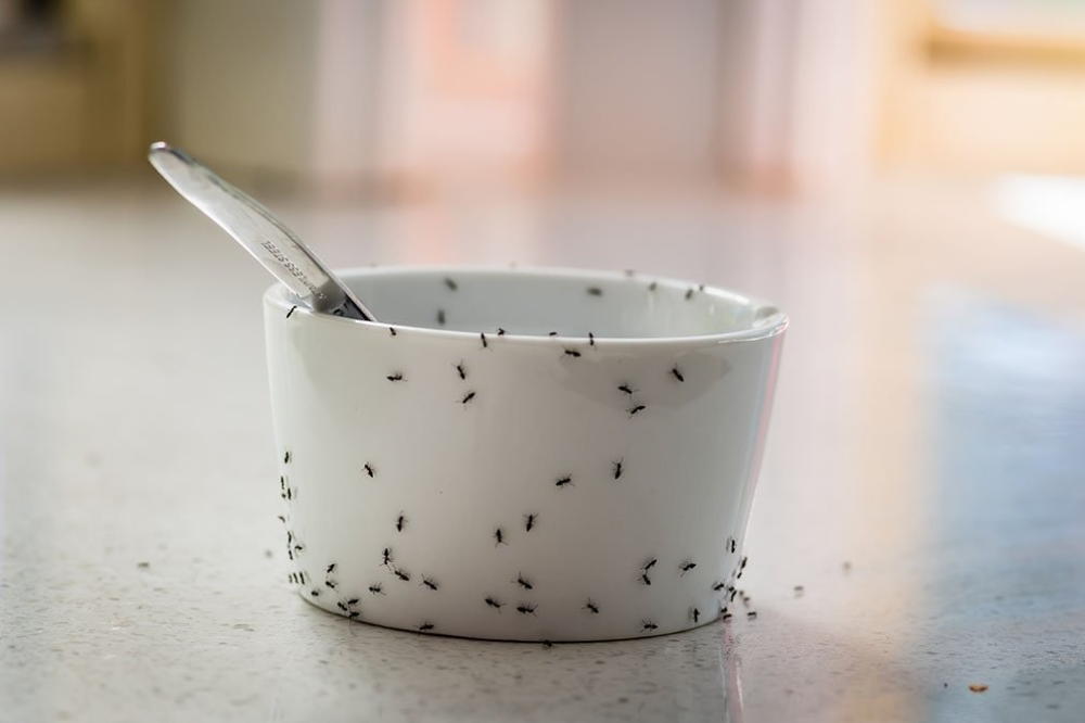 Tiny Black Ants in the Kitchen