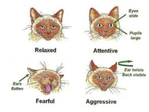 How Can You Understand What Your Cat Is Saying?