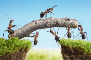 How Do Ants Survive in Harsh Conditions?