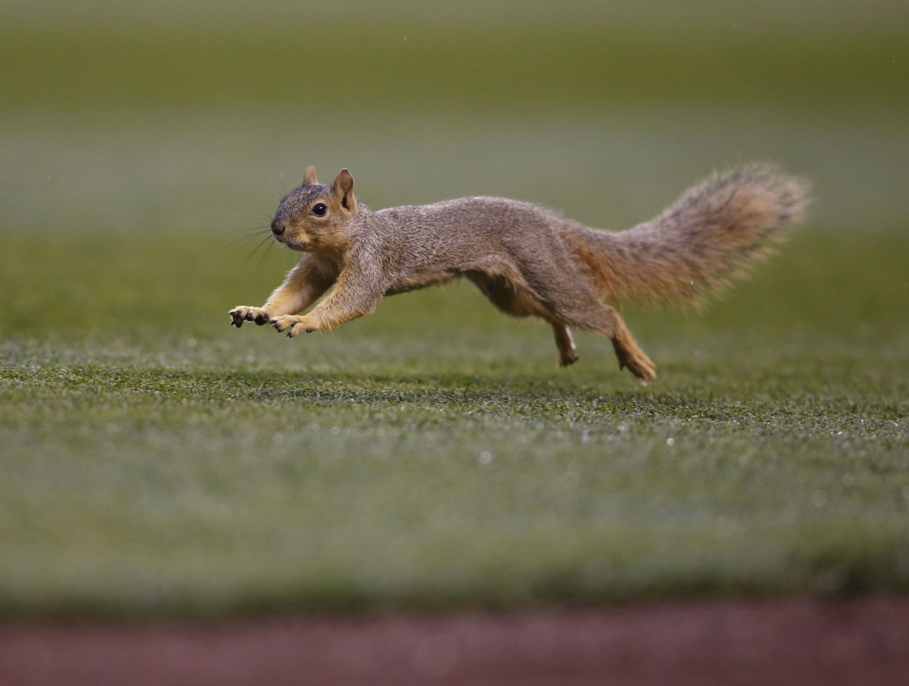 How Fast Can Squirrels Run?