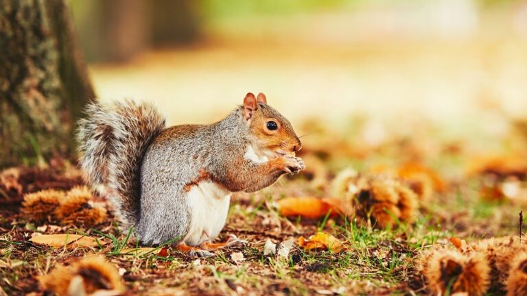 What Do Squirrels Eat in the Wild?