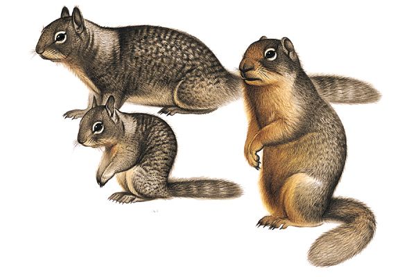 How Long Do Squirrels Live?