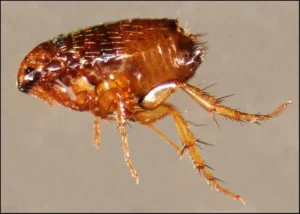 What Exactly is a Flea and Why Are They So Problematic?