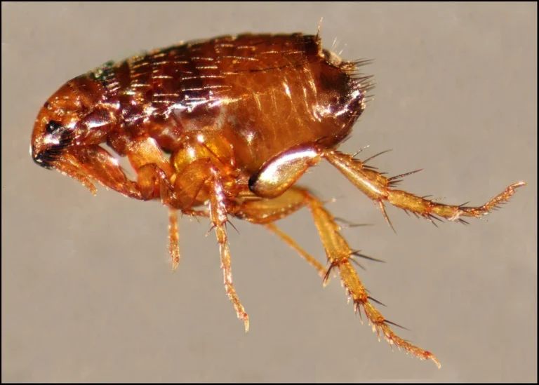 What Exactly is a Flea and Why Are They So Problematic?